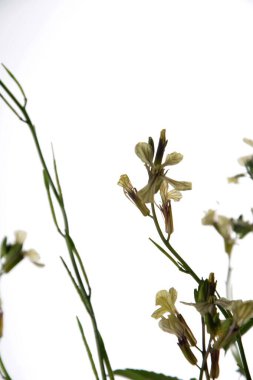 Beyaz bir arkaplanda yalıtılmış beyaz roket eruca vesicularis. Rugula veya Roket yenilebilir bir bitkidir. Bahçede çiçek açan Eruca vesicaria..