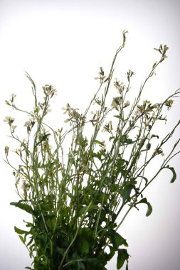 Beyaz bir arkaplanda yalıtılmış beyaz roket eruca vesicularis. Rugula veya Roket yenilebilir bir bitkidir. Bahçede çiçek açan Eruca vesicaria..