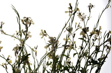 Beyaz bir arkaplanda yalıtılmış beyaz roket eruca vesicularis. Rugula veya Roket yenilebilir bir bitkidir. Bahçede çiçek açan Eruca vesicaria..