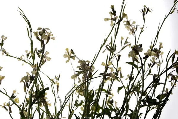 Beyaz bir arkaplanda yalıtılmış beyaz roket eruca vesicularis. Rugula veya Roket yenilebilir bir bitkidir. Bahçede çiçek açan Eruca vesicaria..