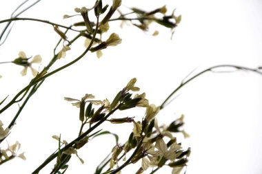 Beyaz bir arkaplanda yalıtılmış beyaz roket eruca vesicularis. Rugula veya Roket yenilebilir bir bitkidir. Bahçede çiçek açan Eruca vesicaria..