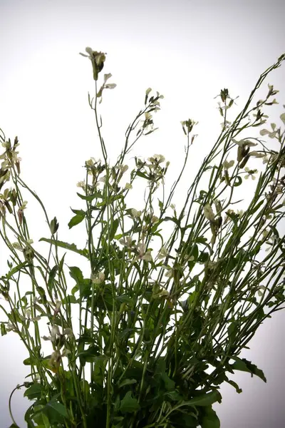 creamy white flowers of rocket eruca vesicularis isolated on a white background.Arugula or Rocket is an edible annual plant.Blooming Eruca vesicaria in the garden.Selective focus.