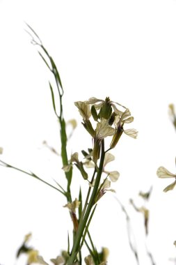 Beyaz bir arkaplanda yalıtılmış beyaz roket eruca vesicularis. Rugula veya Roket yenilebilir bir bitkidir. Bahçede çiçek açan Eruca vesicaria..