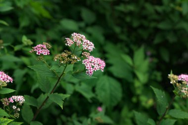 Yeşil yapraklardan oluşan bir arka planda Spiraea Crispa Çiçeği (Spiraea japonica). Pembe ve mor kır çiçekleri Japon sarmaşığı şafakta güneş ışığı altında yakın plan çekimde.