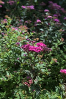 Yeşil yapraklardan oluşan bir arka planda Spiraea Crispa Çiçeği (Spiraea japonica). Pembe ve mor kır çiçekleri Japon sarmaşığı şafakta güneş ışığı altında yakın plan çekimde.