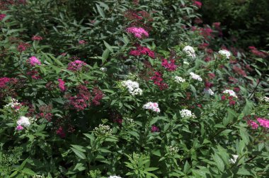 Yeşil yapraklardan oluşan bir arka planda Spiraea Crispa Çiçeği (Spiraea japonica). Pembe ve mor kır çiçekleri Japon sarmaşığı şafakta güneş ışığı altında yakın plan çekimde.