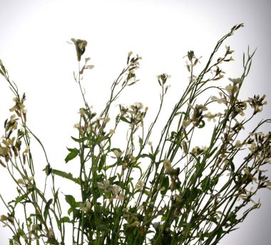 Beyaz bir arkaplanda yalıtılmış beyaz roket eruca vesicularis. Rugula veya Roket yenilebilir bir bitkidir. Bahçede çiçek açan Eruca vesicaria..