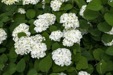 Beyaz ortanca yeşili yaprak çalı çiçekleri. Çiçek açan ortanca çiçekleri. Çiçek açan beyaz ortanca bitkileri..