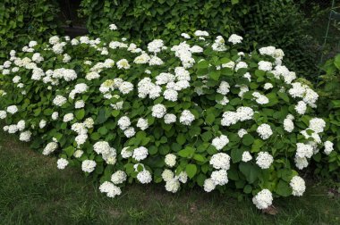 Beyaz ortanca yeşili yaprak çalı çiçekleri. Çiçek açan ortanca çiçekleri. Çiçek açan beyaz ortanca bitkileri..