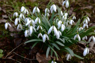 Beyaz kardelen çiçekleri kapanıyor. Galanthus çiçekleri, baharın başlarında, yeşil arka planda güneş tarafından aydınlatılan bulanık bir çiçek. Amaryllidaceae familyasındaki Galanthus nivalis ampul, daimi bitkisi.