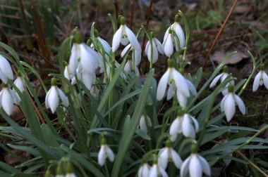 Beyaz kardelen çiçekleri kapanıyor. Galanthus çiçekleri, baharın başlarında, yeşil arka planda güneş tarafından aydınlatılan bulanık bir çiçek. Amaryllidaceae familyasındaki Galanthus nivalis ampul, daimi bitkisi.