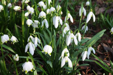 Beyaz kardelen çiçekleri kapanıyor. Galanthus çiçekleri, baharın başlarında, yeşil arka planda güneş tarafından aydınlatılan bulanık bir çiçek. Amaryllidaceae familyasındaki Galanthus nivalis ampul, daimi bitkisi.