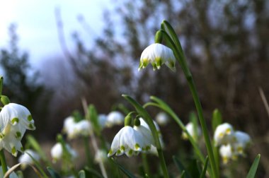 Bahar mevsiminde beyaz kar tanesi çiçeklerinin güzel çiçek açması. Ormandaki benzer çiçeklerin güzel arka planında Summer Snowflake veya Loddon Lily veya Leucojum vernum olarak da bilinir.