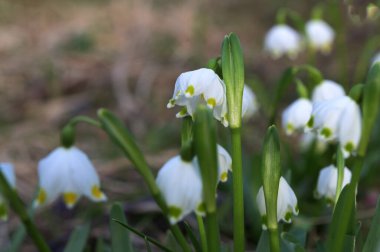 Bahar mevsiminde beyaz kar tanesi çiçeklerinin güzel çiçek açması. Ormandaki benzer çiçeklerin güzel arka planında Summer Snowflake veya Loddon Lily veya Leucojum vernum olarak da bilinir.