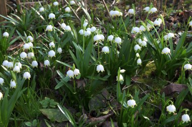 Bahar mevsiminde beyaz kar tanesi çiçeklerinin güzel çiçek açması. Ormandaki benzer çiçeklerin güzel arka planında Summer Snowflake veya Loddon Lily veya Leucojum vernum olarak da bilinir.