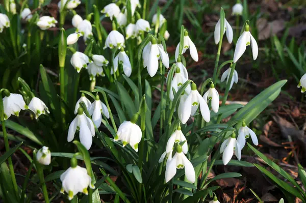 Beyaz kardelen çiçekleri kapanıyor. Galanthus çiçekleri, baharın başlarında, yeşil arka planda güneş tarafından aydınlatılan bulanık bir çiçek. Amaryllidaceae familyasındaki Galanthus nivalis ampul, daimi bitkisi.
