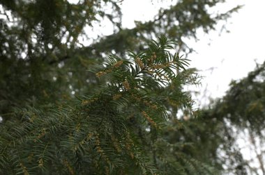 Doğanın fotoğrafı. Çiçek açarken porsuk üzümü. Dallar. Çiçek açarken yew berry. Dallar.