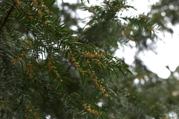 Doğanın fotoğrafı. Çiçek açarken porsuk üzümü. Dallar. Çiçek açarken yew berry. Dallar.