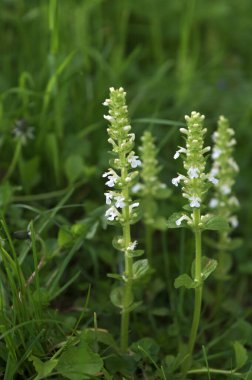 Beyaz borazan (Ajuga sürüngenleri) Alba Mayıs 'ta bir bahçede çiçek açar.