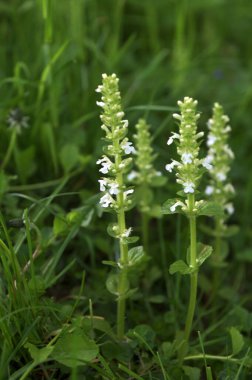 Beyaz borazan (Ajuga sürüngenleri) Alba Mayıs 'ta bir bahçede çiçek açar.