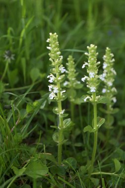 Beyaz borazan (Ajuga sürüngenleri) Alba Mayıs 'ta bir bahçede çiçek açar.