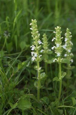 Beyaz borazan (Ajuga sürüngenleri) Alba Mayıs 'ta bir bahçede çiçek açar.