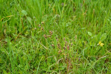 Bir tarlada doğal yakın çekim, Kutsal Cuma çimeni ya da süpürge çalısı, Luzula kampüsü..