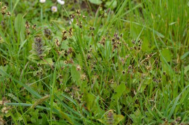 Bir tarlada doğal yakın çekim, Kutsal Cuma çimeni ya da süpürge çalısı, Luzula kampüsü..