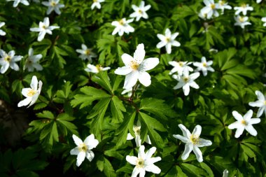 Beyaz bahar çiçekleri Anemone nemorosa 'ya karşı parlak taze yeşillik. Anemone nemorosa üst manzara, güzel yaz çiçekleri arka planı. Ormandaki ilk bahar çiçekleri.
