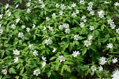 Beyaz bahar çiçekleri Anemone nemorosa 'ya karşı parlak taze yeşillik. Anemone nemorosa üst manzara, güzel yaz çiçekleri arka planı. Ormandaki ilk bahar çiçekleri.