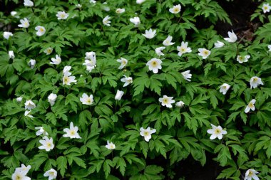 Beyaz bahar çiçekleri Anemone nemorosa 'ya karşı parlak taze yeşillik. Anemone nemorosa üst manzara, güzel yaz çiçekleri arka planı. Ormandaki ilk bahar çiçekleri.