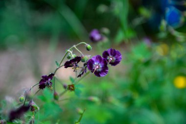 Bahçede koyu mor esmer çiçekler, yeşil bokeh arkaplanlı seçici odak - sardunya faeum.Çiçekli bahar çayırı.