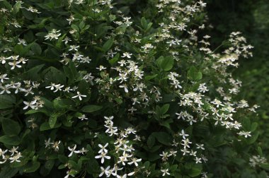 Clematis veya Clematis vitalba 'nın beyaz çiçekleri çalılıklarda yetişir. Clematis vitalba dalları, dalları ve kokulu beyaz çiçekleri olan tırmanan bir çalılıktır..