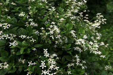 Clematis veya Clematis vitalba 'nın beyaz çiçekleri çalılıklarda yetişir. Clematis vitalba dalları, dalları ve kokulu beyaz çiçekleri olan tırmanan bir çalılıktır..