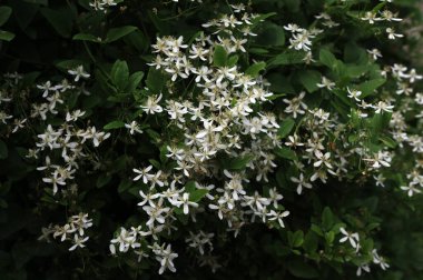 Clematis veya Clematis vitalba 'nın beyaz çiçekleri çalılıklarda yetişir. Clematis vitalba dalları, dalları ve kokulu beyaz çiçekleri olan tırmanan bir çalılıktır..