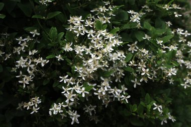 Clematis veya Clematis vitalba 'nın beyaz çiçekleri çalılıklarda yetişir. Clematis vitalba dalları, dalları ve kokulu beyaz çiçekleri olan tırmanan bir çalılıktır..