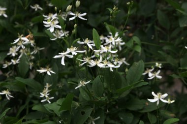 Clematis veya Clematis vitalba 'nın beyaz çiçekleri çalılıklarda yetişir. Clematis vitalba dalları, dalları ve kokulu beyaz çiçekleri olan tırmanan bir çalılıktır..