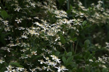 Clematis veya Clematis vitalba 'nın beyaz çiçekleri çalılıklarda yetişir. Clematis vitalba dalları, dalları ve kokulu beyaz çiçekleri olan tırmanan bir çalılıktır..
