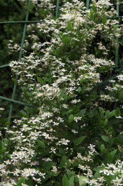 Clematis veya Clematis vitalba 'nın beyaz çiçekleri çalılıklarda yetişir. Clematis vitalba dalları, dalları ve kokulu beyaz çiçekleri olan tırmanan bir çalılıktır..