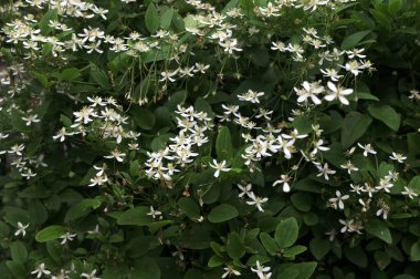 Clematis veya Clematis vitalba 'nın beyaz çiçekleri çalılıklarda yetişir. Clematis vitalba dalları, dalları ve kokulu beyaz çiçekleri olan tırmanan bir çalılıktır..