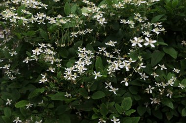 Clematis veya Clematis vitalba 'nın beyaz çiçekleri çalılıklarda yetişir. Clematis vitalba dalları, dalları ve kokulu beyaz çiçekleri olan tırmanan bir çalılıktır..