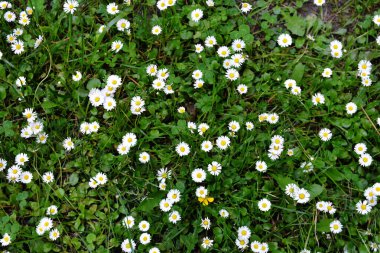 Bir sürü küçük beyaz çiçekli yeşil çayır. Sahada çiçek açan papatyaların üst görüntüsü. Doğal doku.