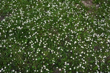 Bir sürü küçük beyaz çiçekli yeşil çayır. Sahada çiçek açan papatyaların üst görüntüsü. Doğal doku.