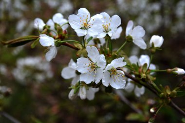 Çiçek açan kiraz çiçekleri. Bahar bahçesinde açan kiraz dalı..