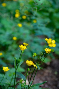 Bir yaz günü çayırda sarı çiçek açan Ranunculus akrisi. Yabani çiçekler. Çiçek duvar kâğıdı.