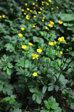 Bir yaz günü çayırda sarı çiçek açan Ranunculus akrisi. Yabani çiçekler. Çiçek duvar kâğıdı.