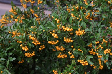 Pyracantha coccinea güneşli yıldız kırmızı ateş dikenli süs çalı, parlak turuncu meyve grubu sonbahar çalılığında asılı, yeşil yapraklar.