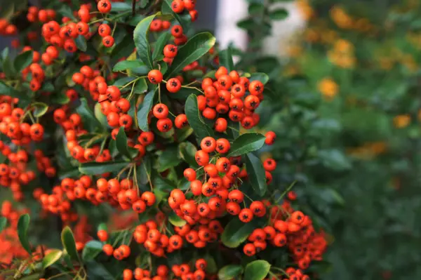 stock image Pyracantha coccinea sunny star scarlet firethorn ornamental shrub, bright orange group of fruits hanging on autumnal shrub, green leaves.