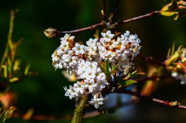 Baharın başlarında yakın plan pembe çiçek kümesi. Viburnum x bodnantense güzel kokulu çiçekler. Süslü bahçede güzel çiçekli çalılar..