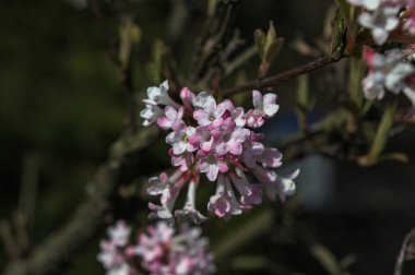 Baharın başlarında yakın plan pembe çiçek kümesi. Viburnum x bodnantense güzel kokulu çiçekler. Süslü bahçede güzel çiçekli çalılar..